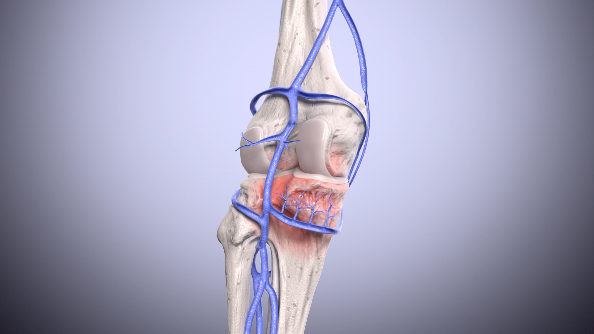 3D Medical Visualization